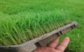 تلاش موسسه تحقیقات برنج برای توسعه رقم متحمل به خشکی