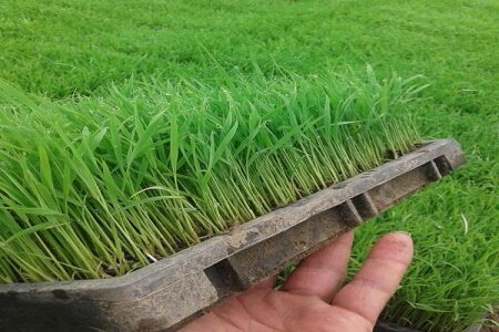 تلاش موسسه تحقیقات برنج برای توسعه رقم متحمل به خشکی