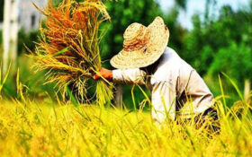 پیش بینی تولید بیش از ۷۵۰ هزار تن برنج سفید در گیلان