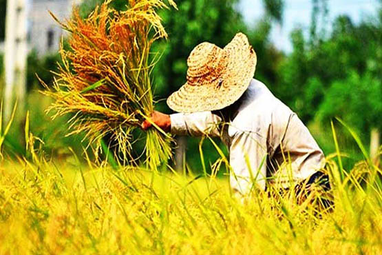 پیش بینی تولید بیش از ۷۵۰ هزار تن برنج سفید در گیلان