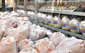تولید روزانه ۵۰۰ تن مرغ در گیلان/ مرغ گیلان به ۵ استان کشور صادر می‌شود