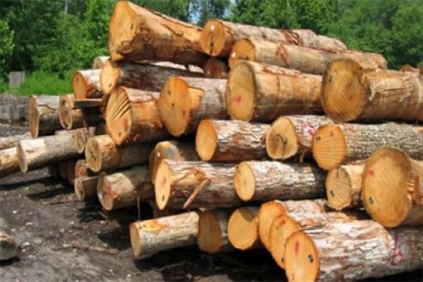 کشف ۲۵ تُن چوب قاچاق در آستارا/ متهم ۳۴ ساله دستگیر شد