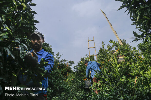 امسال بیش از ۷۵۰۰ تن نارنگی در استان گیلان برداشت می شود