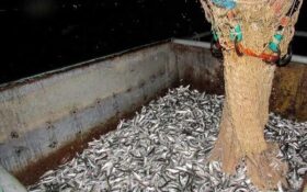 کاهش ۳۶ درصدی صید کیلکا در گیلان/ ۲۷۶۳ تن ماهی صید شد
