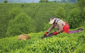 پیش بینی برداشت پاییزه ۱۵ هزار تنی برگ سبز چای