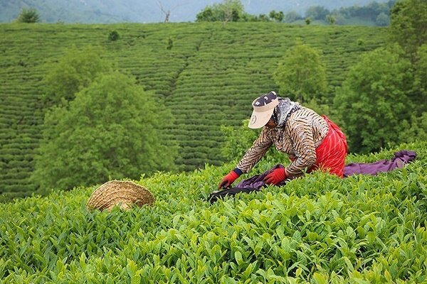 پیش بینی برداشت پاییزه ۱۵ هزار تنی برگ سبز چای