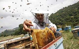 پیش بینی افزایش ۱۰ درصدی برداشت عسل در گیلان