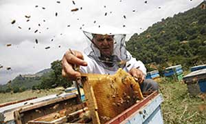 پیش بینی افزایش ۱۰ درصدی برداشت عسل در گیلان