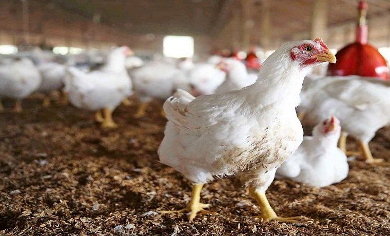 کشف بیش از ۲ تُن مرغ زنده بدون مجوز حمل در رودسر