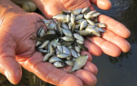 رهاسازی یک میلیون قطعه بچه ماهی کپور در تالاب انزلی