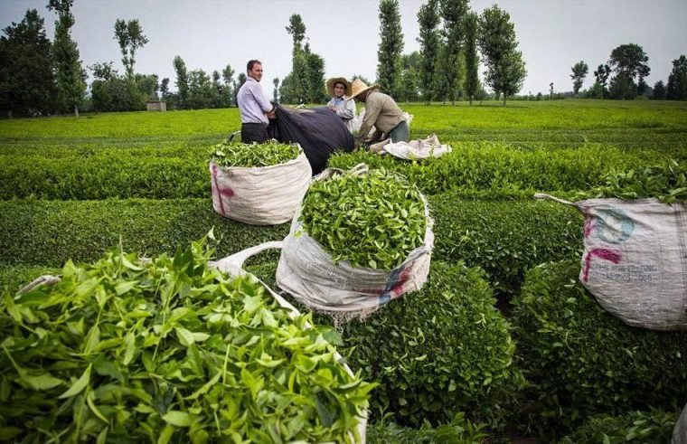 آمادگی دیوان محاسبات گیلان برای کمک به توسعه چای در گیلان