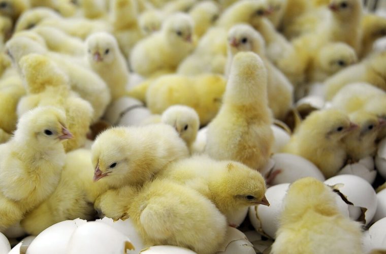 ۱۶.۵‌میلیون قطعه طیور در مرغداری های گیلان در دست‌ تولید است