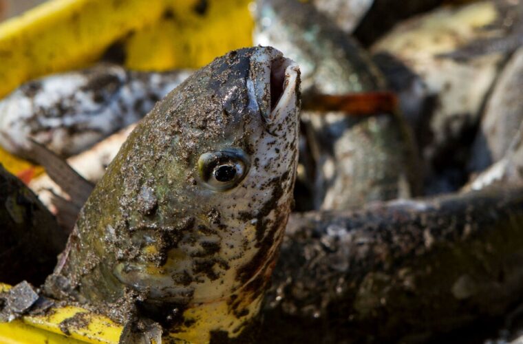 ۴۵۰ تن انواع ماهیان استخوانی در گیلان صید شد
