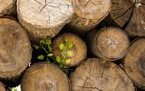 ۱۷ تن چوب جنگلی قاچاق در آستانه اشرفیه گیلان کشف شد