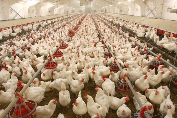 کشتار روزانه ۶۰۰ تُن مرغ در کشتارگاه های گیلان