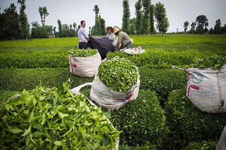 خرید ۱۱۶ هزار تن برگ سبز چای از چایکاران شمال کشور