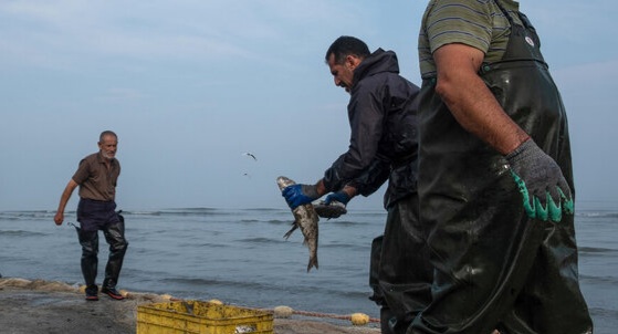 کاهش ۲۲ درصدی صید ماهیان استخوانی خزر در گیلان