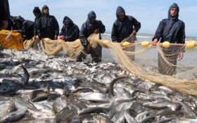 صید ماهیان استخوانی دریای خزر به ارزش یکصد میلیارد تومان