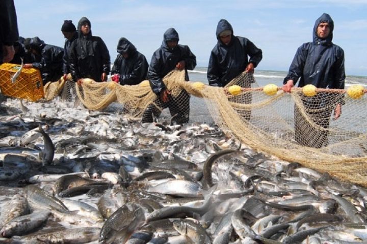 صید ماهیان استخوانی دریای خزر به ارزش یکصد میلیارد تومان
