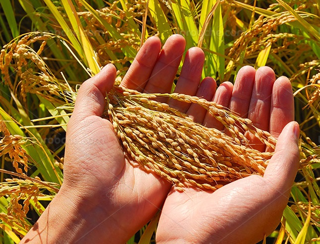 سال سختی که در انتظار کشاورزان گیلانی‌ است/ از افزایش ۲۰۰ درصدی آب بها تا خروج برنج از سبد کالای اساسی