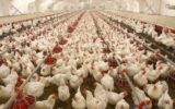 بیش از ۱۰۰ میلیون قطعه مرغ در گیلان تولید شد