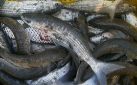 بیش از یک هزار و ۴۶۰ تن انواع ماهیان استخوانی در گیلان صید شد