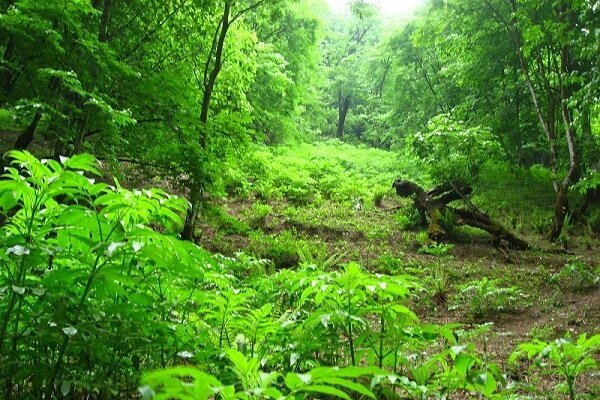 ثبت جهانی ۵۰ هزار هکتار از جنگل‌های هیرکانی گیلان