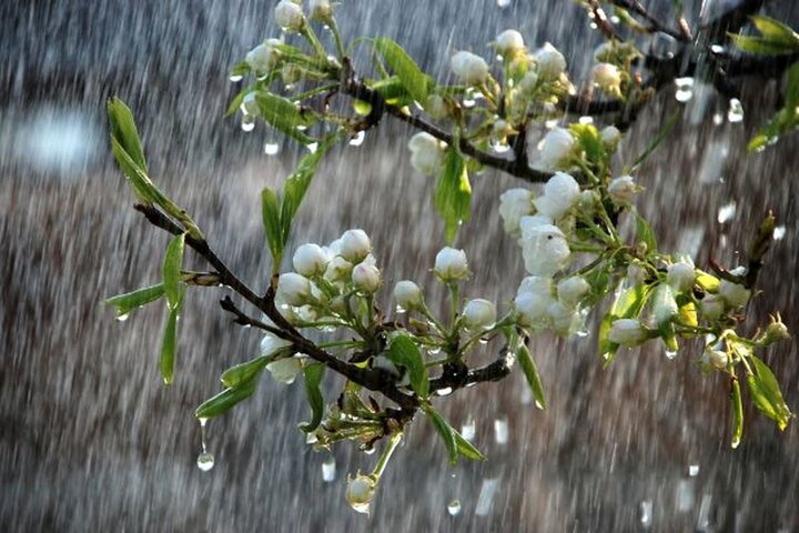 آغاز بارش باران از فردا در استان گیلان