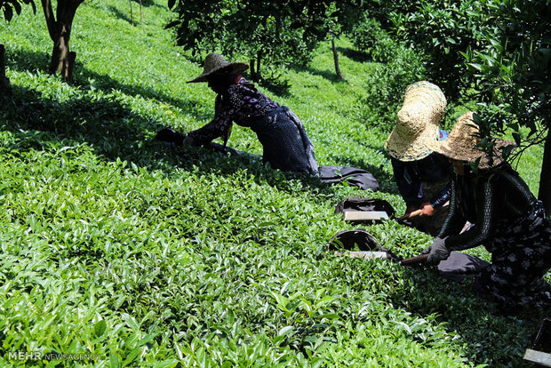 تکمیل قرارداد سازمان چای با ۱۳۰ کارخانه چایسازی/ پیش بینی برداشت ۱۳۰ هزار تُن برگ سبز
