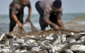 صید ماهیان استخوانی در گیلان ۶۹ درصد افزایش داشته است