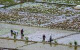 گیلان بزرگ‌ترین تولیدکننده برنج بومی کشور