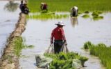 برنج ۸۰ هزارتومانی هم خریداری ندارد/ کشاورزان قادر به کاشت نیستند/ لزوم تشکیل جلسه فوری در استانداری 