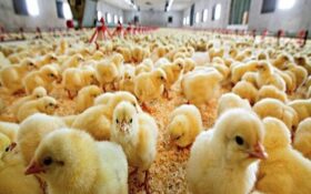 تولید بیش از ۱.۵میلیون قطعه جوجه در شفت/ رتبه چهارم تولید مرغ در گیلان را داریم