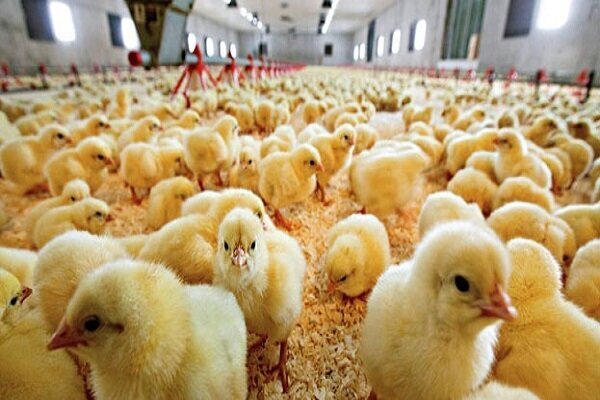 تولید بیش از ۱.۵میلیون قطعه جوجه در شفت/ رتبه چهارم تولید مرغ در گیلان را داریم