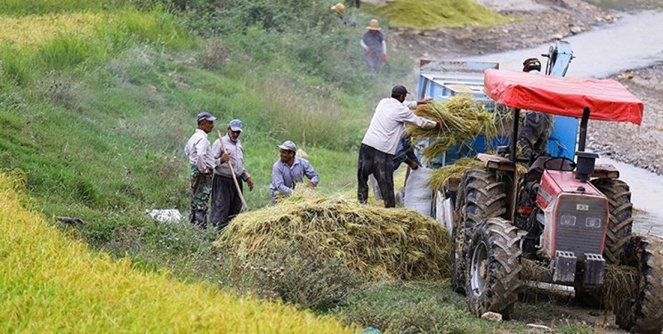 پربودن انبارهای گیلان از ۱۲۰ هزار تن برنج پارسال، چالش بزرگ برداشت محصول امسال