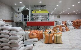 افزون بر ۱۰۰ هزار تن برنج مازاد در گیلان موجود است