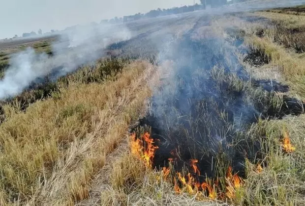 کشاورزان از سوزاندن کاه و کلش در مزارع خودداری کنند