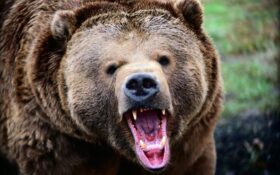 حمله خرس به مرد ۵۹ ساله در ارتفاعات سورکوم ماسال