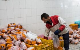 قیمت مرغ در بازار گیلان کاهش می  یابد