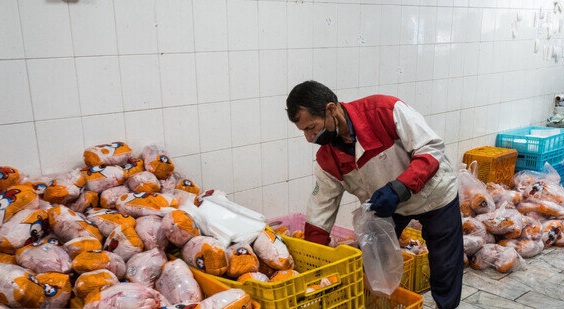 قیمت مرغ در بازار گیلان کاهش می  یابد