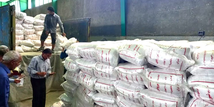 خریداری بیش از ۱۰۰۰ تن برنج ارقام پرمحصول در گیلان