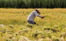 کشاورزان خواستار ممنوعیت واردات برنج تا ۴ ماه پس از برداشت شدند
