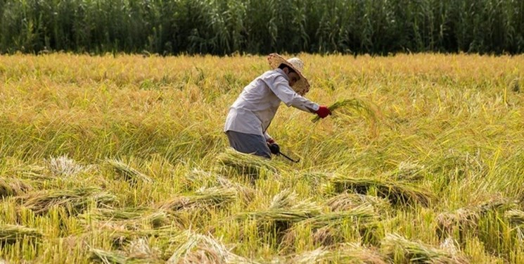 کشاورزان خواستار ممنوعیت واردات برنج تا ۴ ماه پس از برداشت شدند