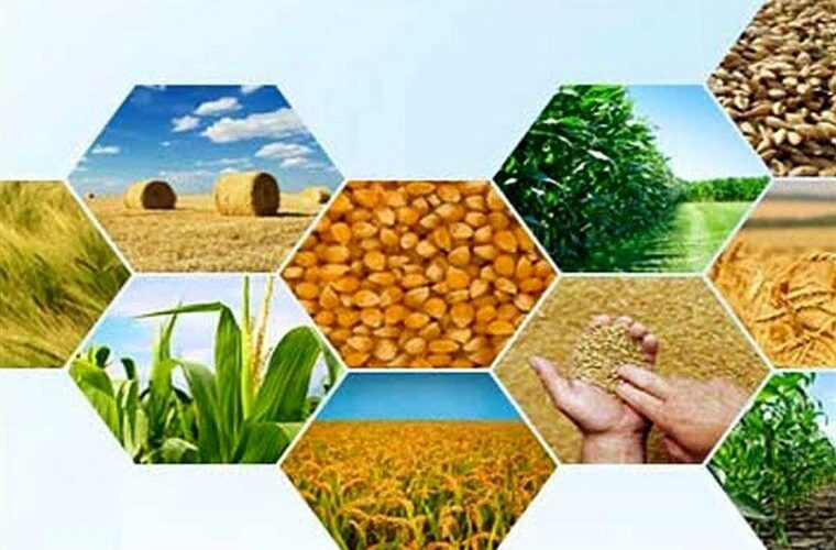 ثبت‌نام بیمه انواع محصولات کشاورزی در گیلان آغاز شد