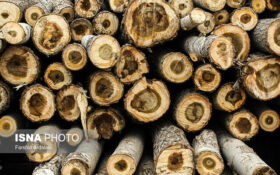 توقیف ۲۰ تن چوب جنگلی قاچاق در رشت