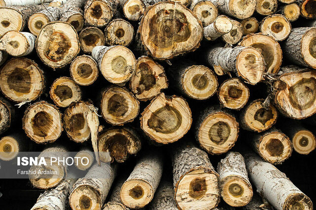 توقیف ۲۰ تن چوب جنگلی قاچاق در رشت