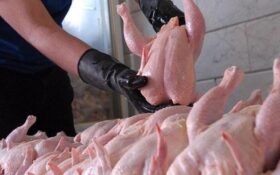 اختلاف قیمت عامل مشکل توزیع مرغ در گیلان