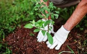طرح ملی کاشت یک میلیارد درخت در گیلان آغاز شد