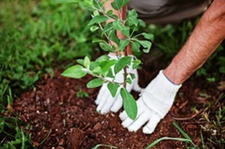 طرح ملی کاشت یک میلیارد درخت در گیلان آغاز شد