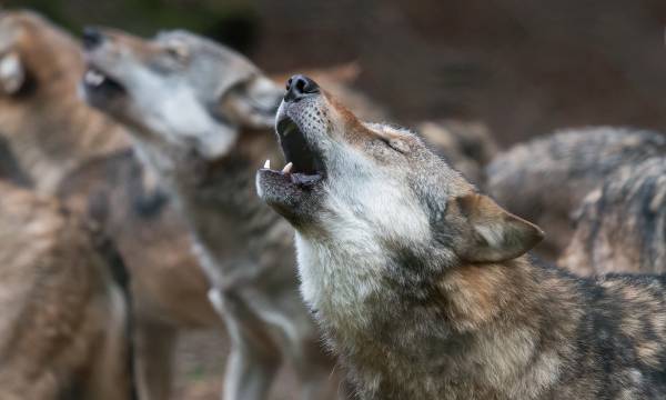 گرگ‌ها ۸۶ راس بُز را در ارتفاعات شهرستان شفت دریدند